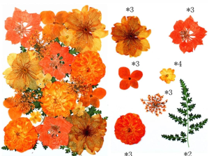 21 in 1 Pressed Flowers DF179