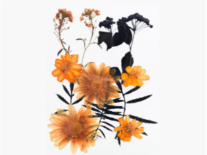 12 in 1 Pressed Flowers DF178