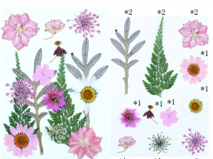 15 in 1 Pressed Flowers