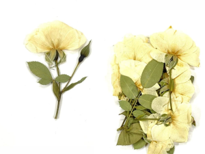 13 in 1 Pressed Flowers DF1002