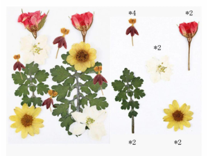 12 in 1 Pressed Flowers DF1021
