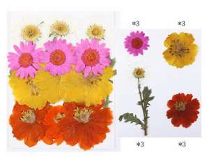 12 in 1 Pressed Flowers DF1013