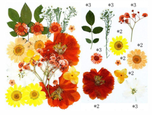 25 in 1 Pressed Flowers DF1067