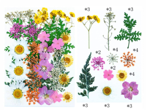 34 in 1 Pressed Flowers DF159