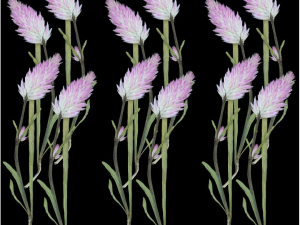 12 Pcs Celosia Palmeri Dry Pressed Flowers