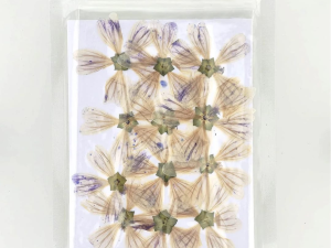 Epilobium Tetragonum Dry Pressed Flowers